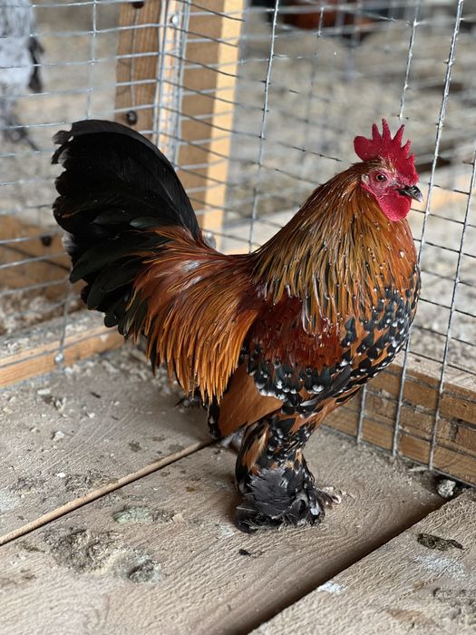 Cocosi din rasa Mii de flori de vanzare - negru bobat si portelan