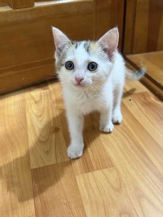 Отдадим в добрые руки котенка