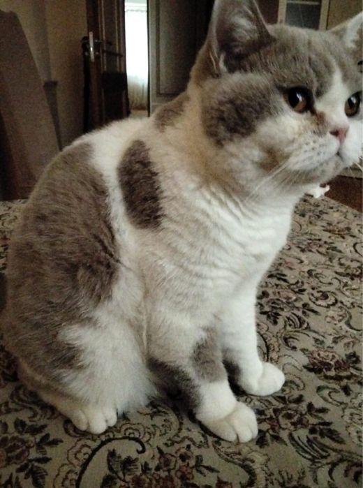 Продам замечательного кота