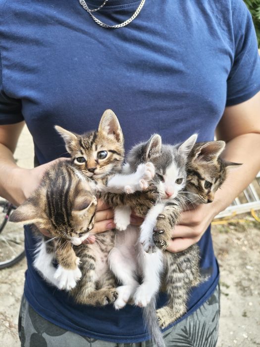 Pisicuți pentru adoptie