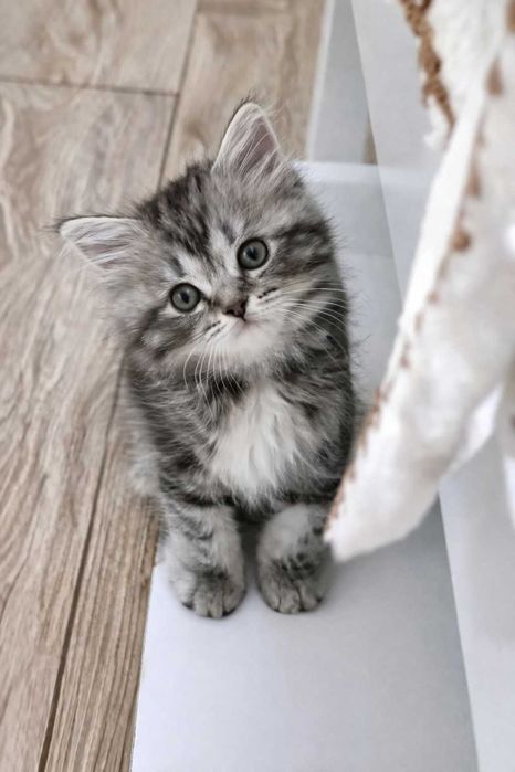 Шотландец мальчик продам добрым людям