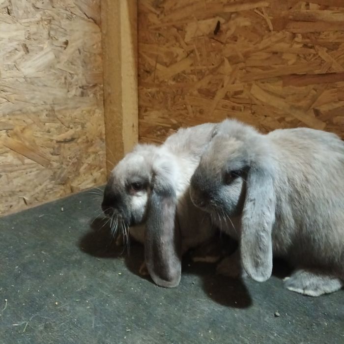 Vand berbec german mascul și femela vârstă 3 luni ,vaccinaț rasa pura.