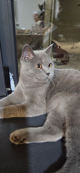 Продам кота.мальчик