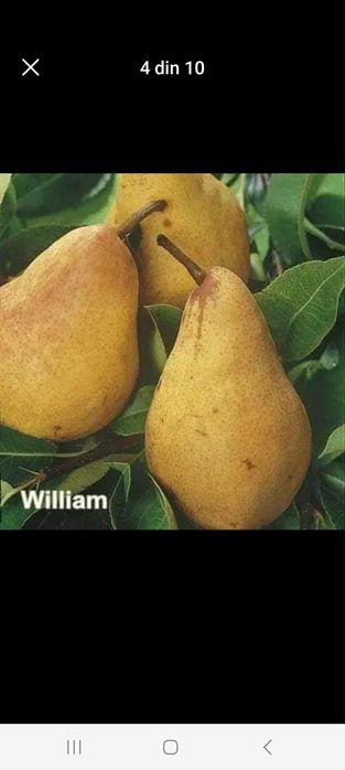 Vând Pomii Fructiferi Altoiți Clasici si Columnari anul 3 de vegetație