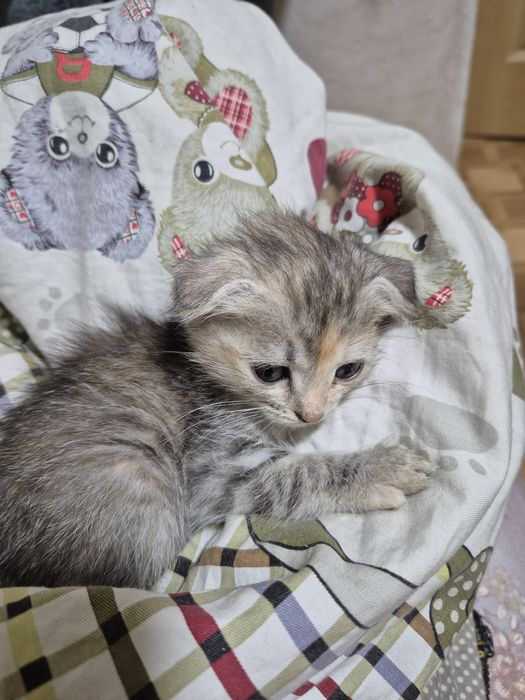 Отдам котят в добрые руки