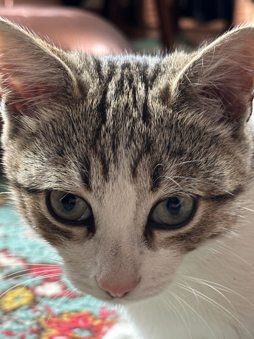 Кастрированый котик