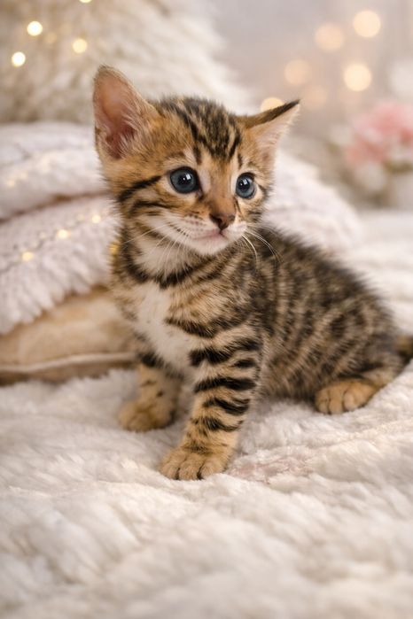 Бенгал, бенгальские котята