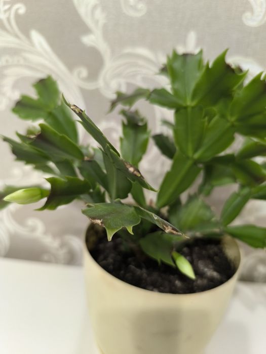 Декабрист белый продам