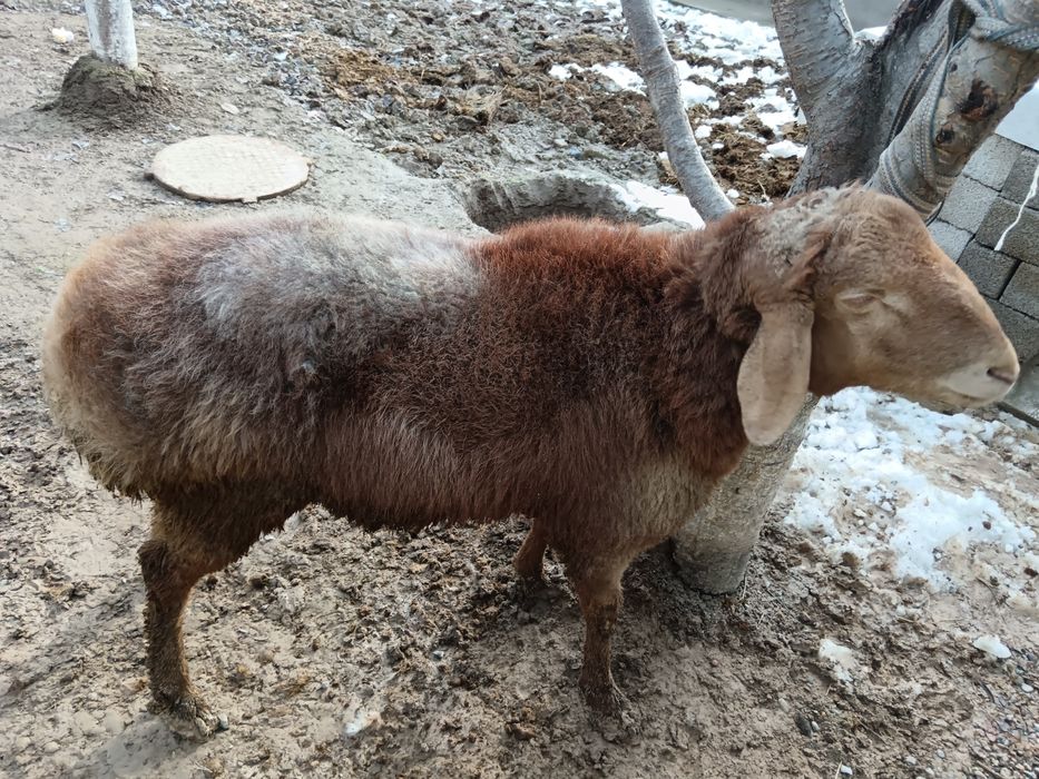 Животные только на кукурузах от кормленна больше чёрного мясо