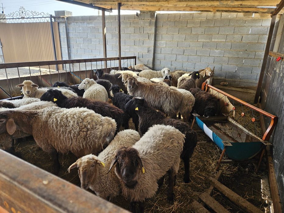 Семиз Бордакы Кой, Токтылар .