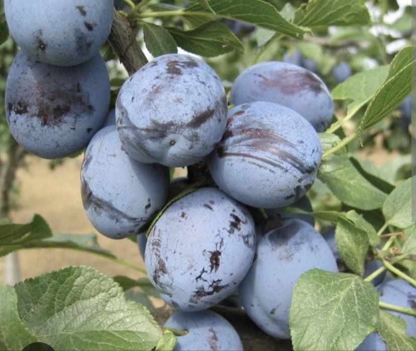 Prune  Lepotika