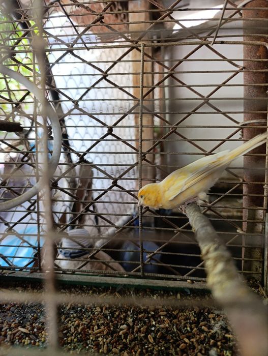 Японский золотой Сибрайт сотилади