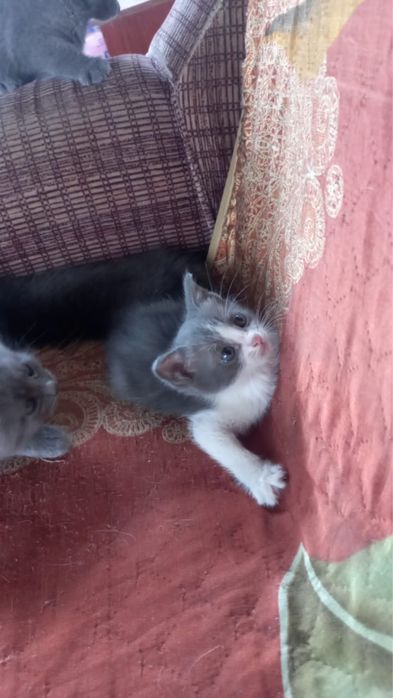 отдам котят в добрые руки