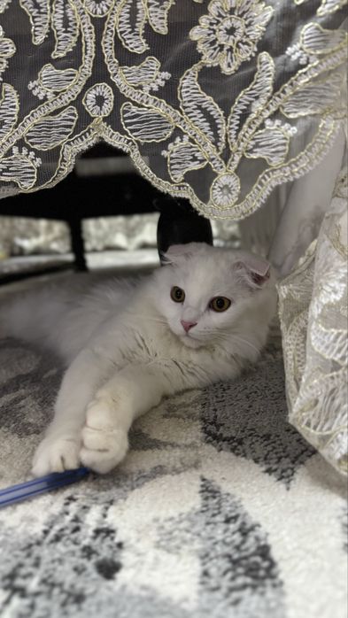 Шотландская вислоухая белая длиннашерстная