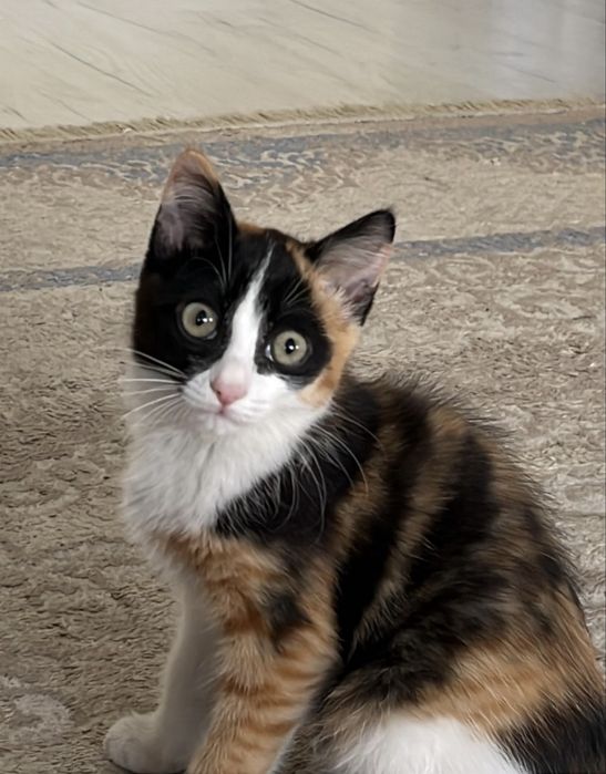 Девочка котенок 4 мес….