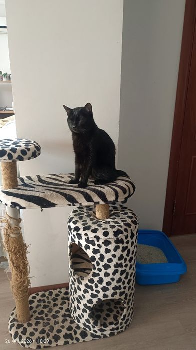 Отдам кота с приданным