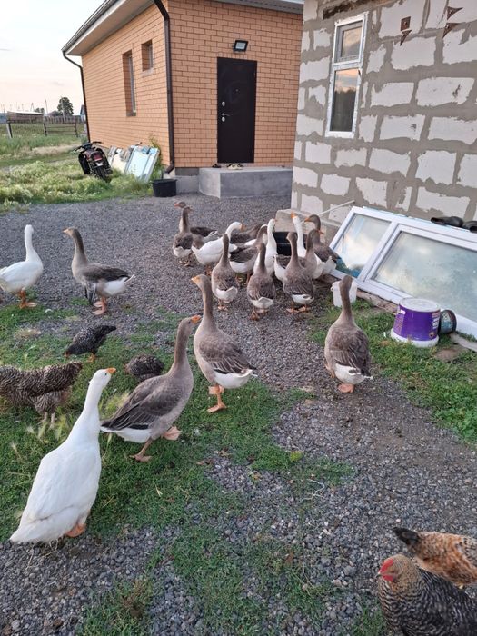 Гуси на продажу.