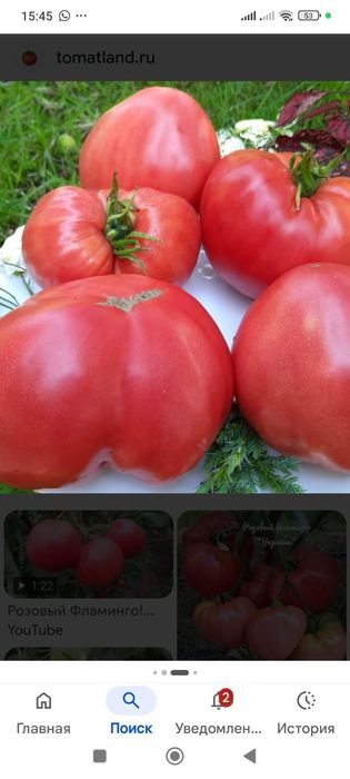 Продам рассаду сортовых помидор!*