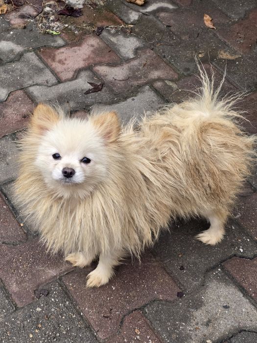 Femela Pomeranian cu Pedigree FCI+Pasaport