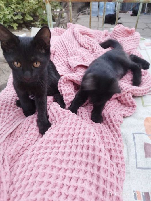 Котята Домашние Чёрные