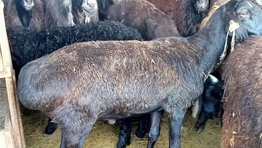 Кой сатылады!50000 ТГ