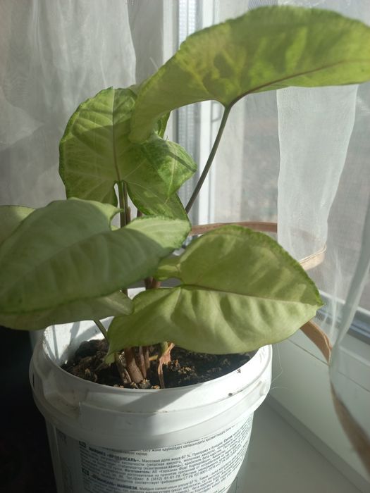 Сингониум панда вайт .