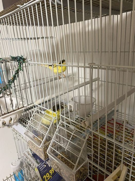 Canari si pescarusi japonezi