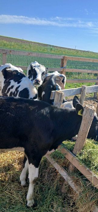 De vânzare 5 juninci holstein cu vârsta de 1 an și 3 luni