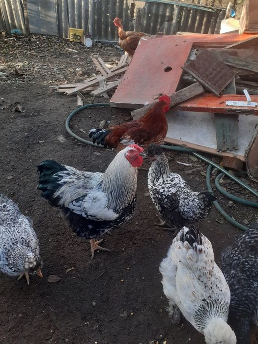 de vinzare doi cocosi 100 lei bucata