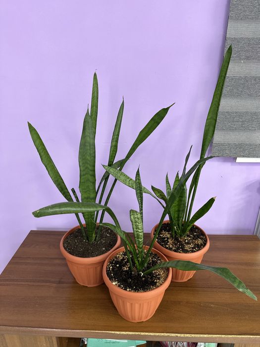 Замиакулькас black и сансевиерия