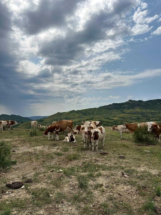 Vaci baltata romaneasca