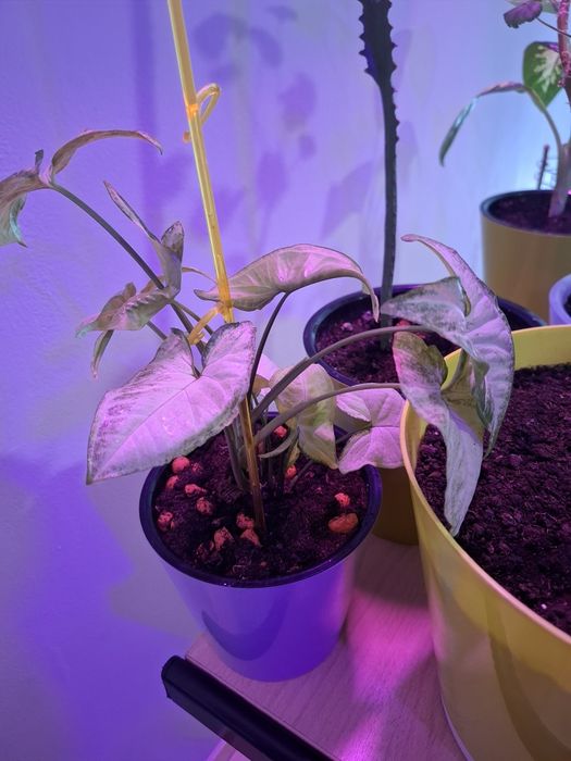 Продам цветы в офис ухоженные