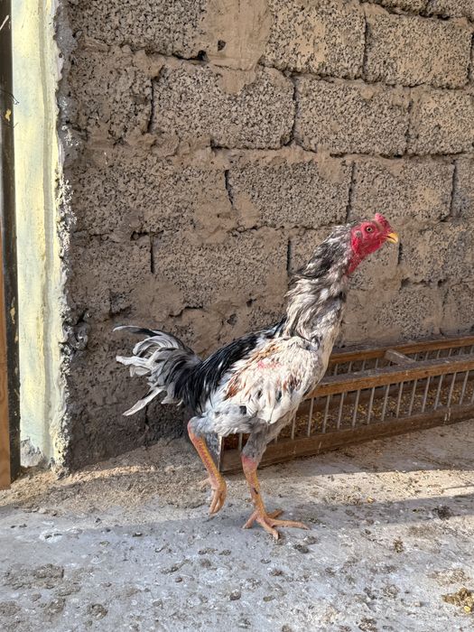 Шөже кораз сатылады калада тур