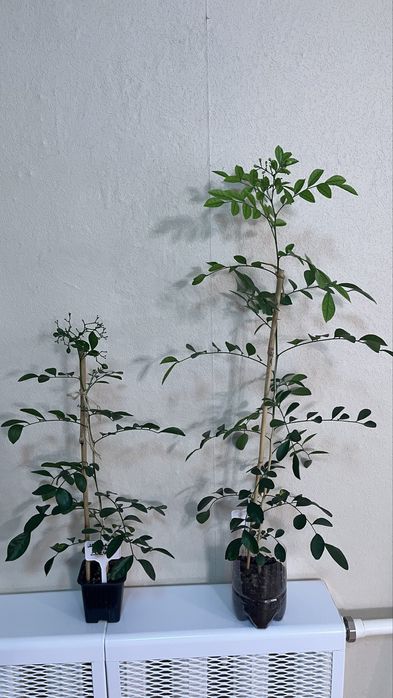 Мурая метельчатая