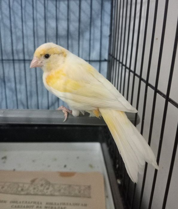 Kanareka moda sotladi