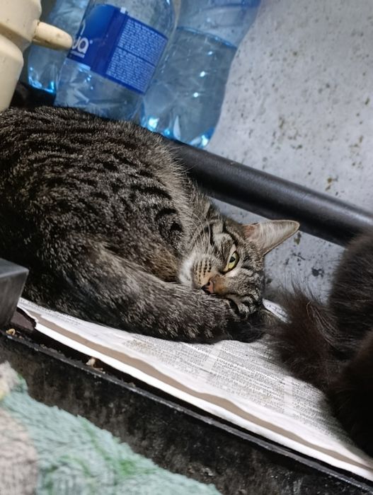 Срочно !!! Нужен кот!