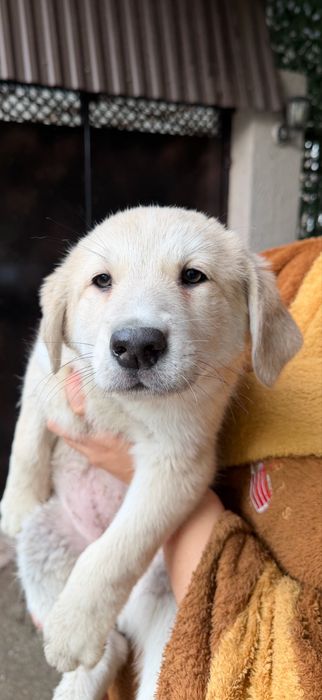 В добрые руки пристраиваю