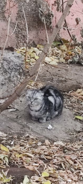Кошечка британка вислоухая