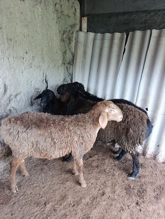 Кузи куйлар сотилади