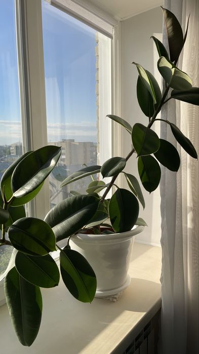 Продам фикус каучуконосный Эластика