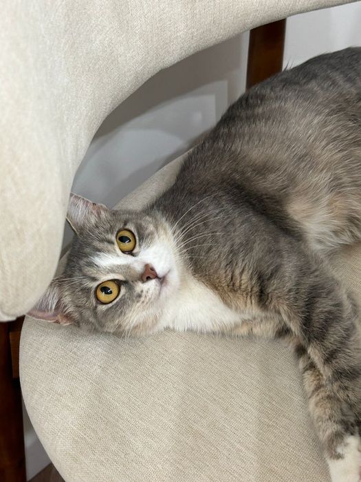 Молоденькая кошечка