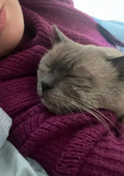 Отдадим кота в добрые руки