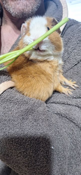 Морская свинка тэдди