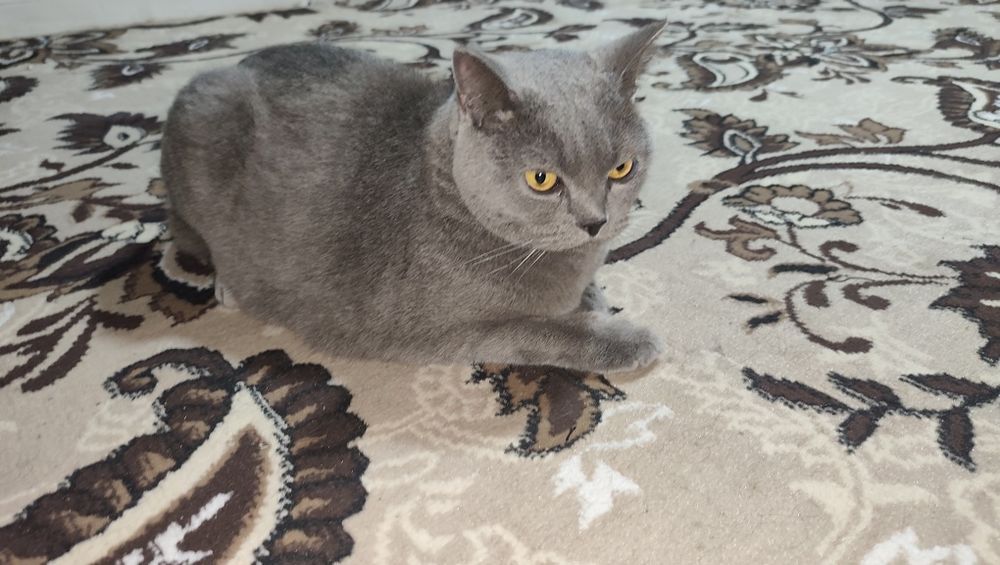 Skotsh Fold
YOSHSKOTSH FOLDI: 1 yosh
Aqlli pokiza latokni biladi