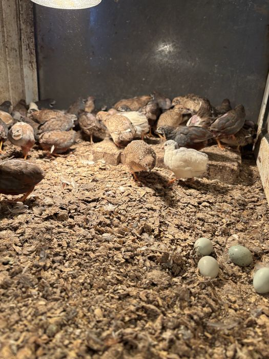 Пъдпъдъци маджурски,японски,селадона,фараон,китайски