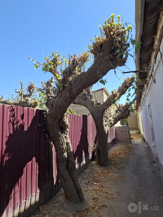 Shox shabba o'tin sotiladi katta yong'on kunda 2 tut daraxt sotiladi