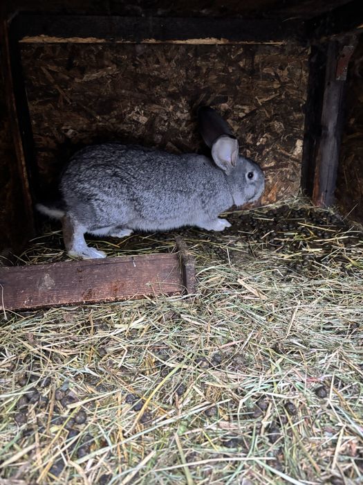Urias german femela si mascul