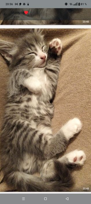 Британец на половину очень красивый мальчик