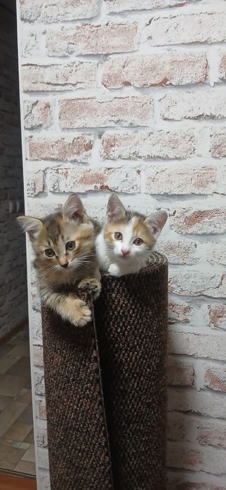 Продам котят, 1.5 месяца