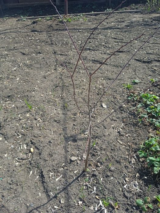 Продам Вишню сливу